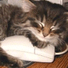 cat-comp-mouse