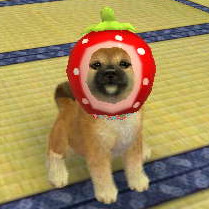 Ollie with strawberry hat